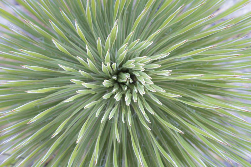 Texas, Guadalupe Mountains Soap tree yucca plant art print by Don Paulson for $57.95 CAD