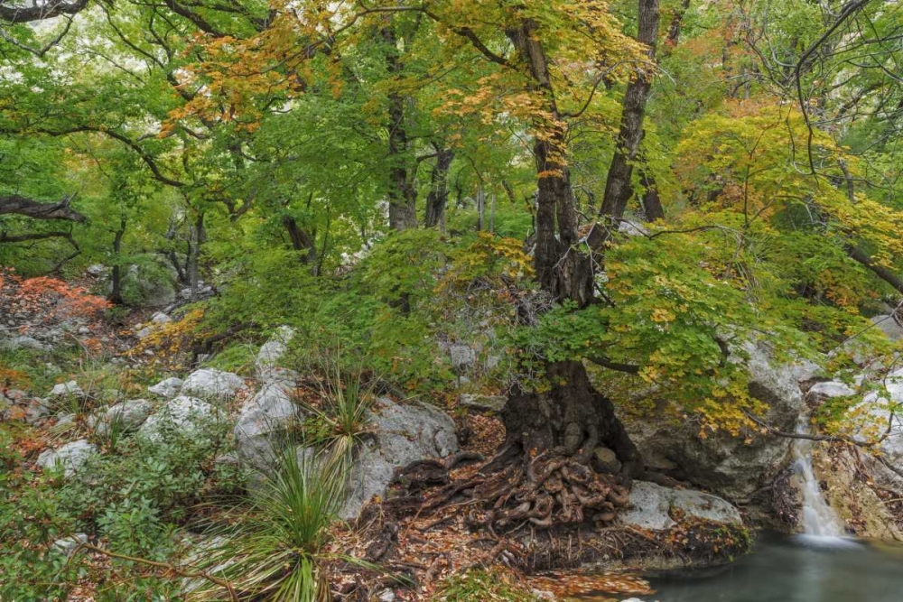 Texas, Guadalupe Mountains NP Smith Spring art print by Don Paulson for $57.95 CAD