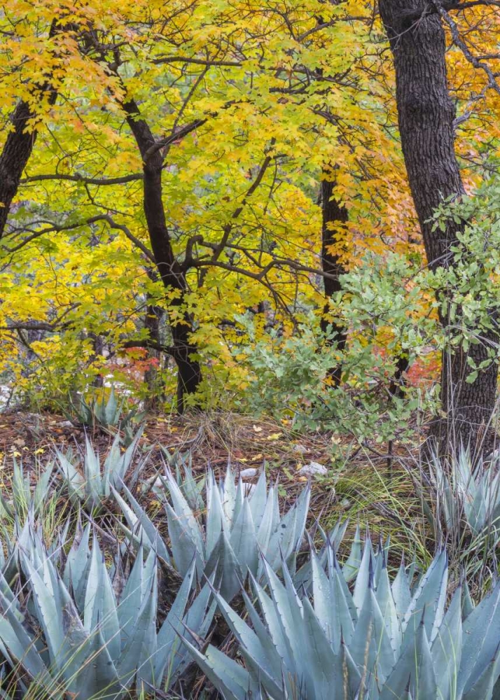 Texas, Guadalupe Mountains NP McKittrick Canyon art print by Don Paulson for $57.95 CAD