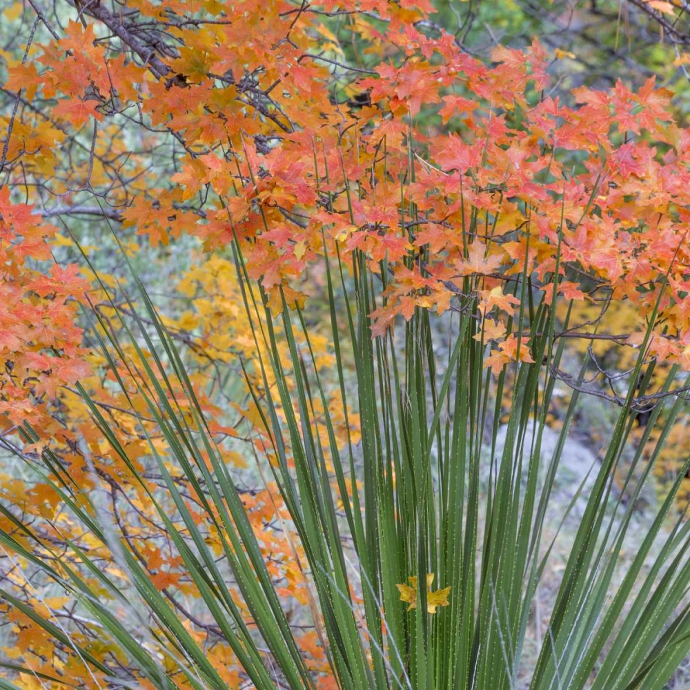 Texas, Guadalupe Mountains NP McKittrick Canyon art print by Don Paulson for $57.95 CAD