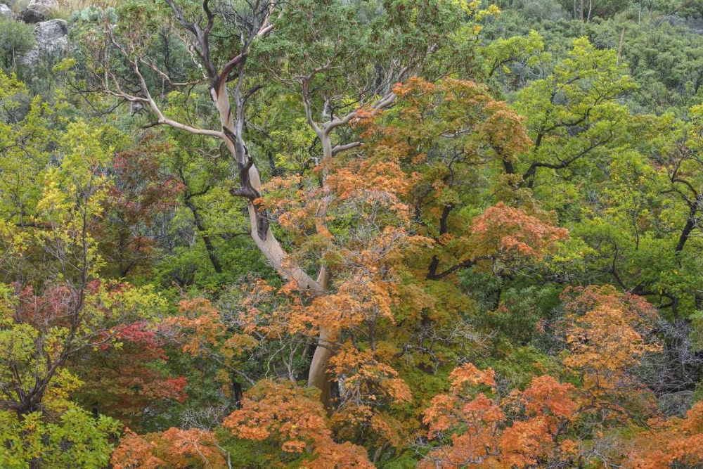 Texas, Guadalupe Mountains NP McKittrick Canyon art print by Don Paulson for $57.95 CAD