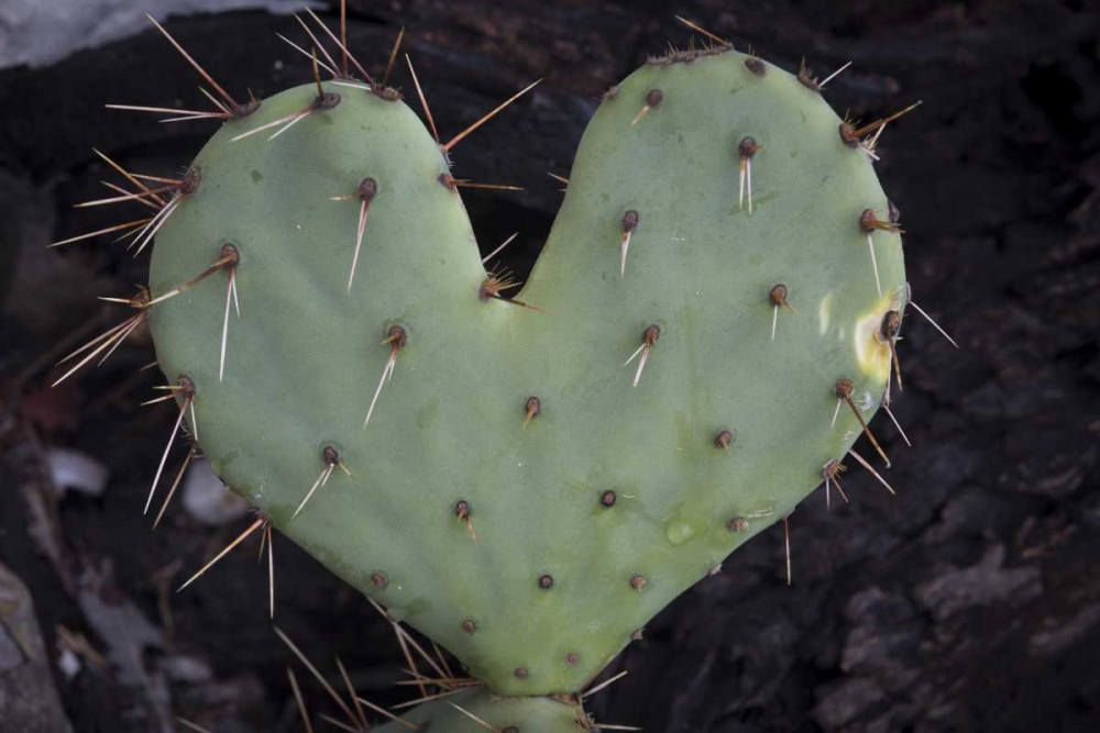 TX, Guadalupe Mountains NP Prickly-pear cactus art print by Don Paulson for $57.95 CAD
