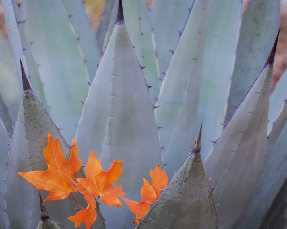 TX, Guadalupe Mts NP Bigtooth maple leaves art print by Don Paulson for $57.95 CAD