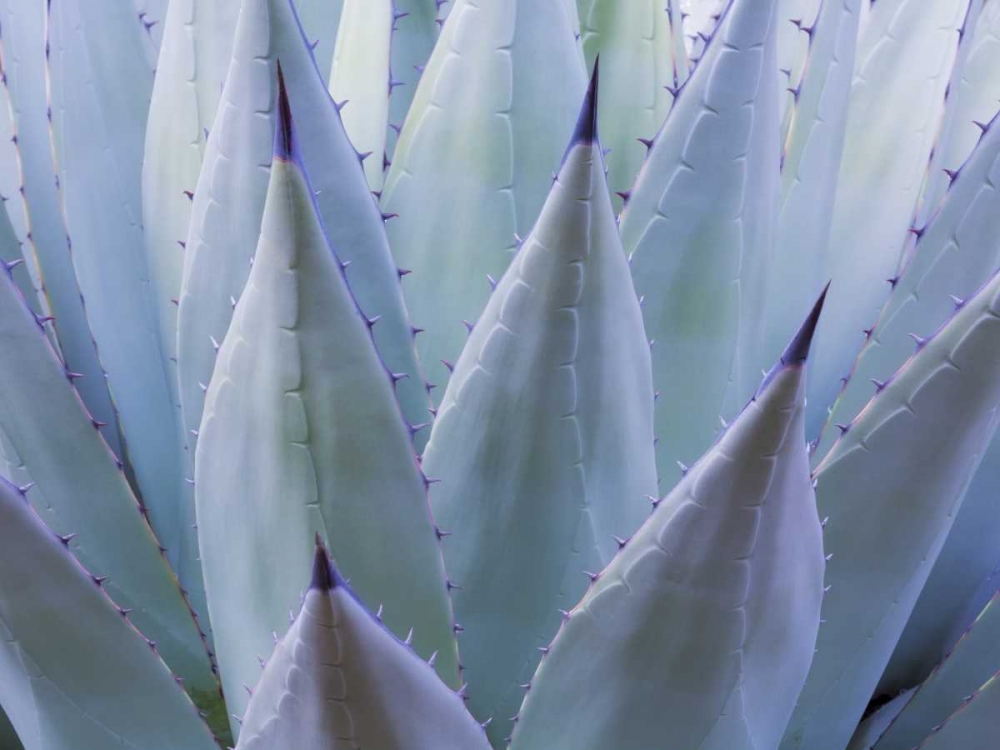 TX, Guadalupe Mts NP New Mexican agave plant art print by Don Paulson for $57.95 CAD