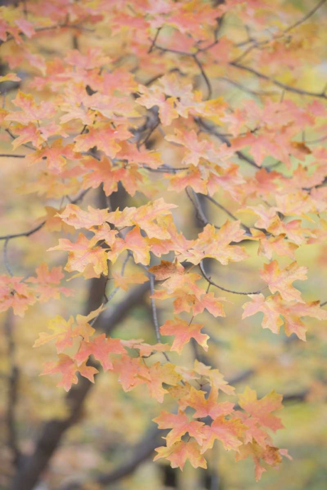Texas, Guadalupe Mountains NP Bigtooth maple art print by Don Paulson for $57.95 CAD