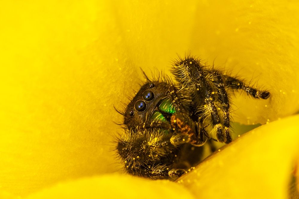 Texas-McMullen County Jumping spider inside prickly pear cactus blossom art print by Jaynes Gallery for $57.95 CAD