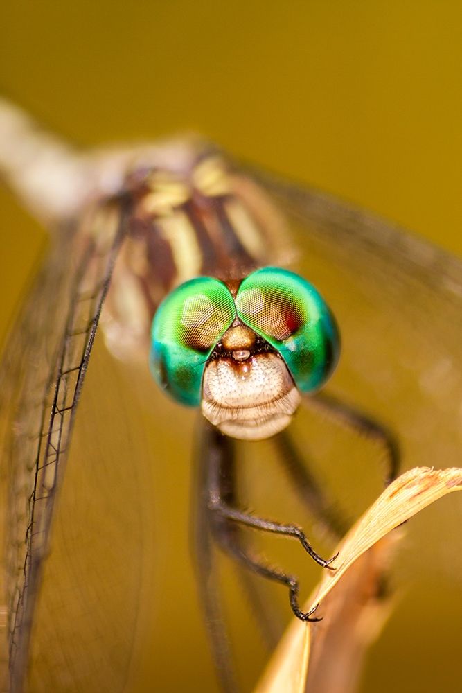 Texas-McMullen County Close-up of dragonfly art print by Jaynes Gallery for $57.95 CAD