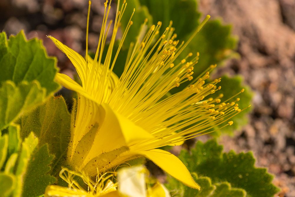 USA, Texas, Big Bend National Park. Rock nettle flower. art print by Jaynes Gallery for $57.95 CAD