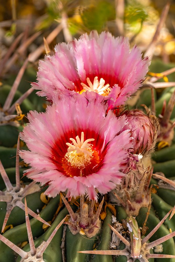 USA, Texas, Big Bend National Park. Blooming horse crippler cactus. art print by Jaynes Gallery for $57.95 CAD