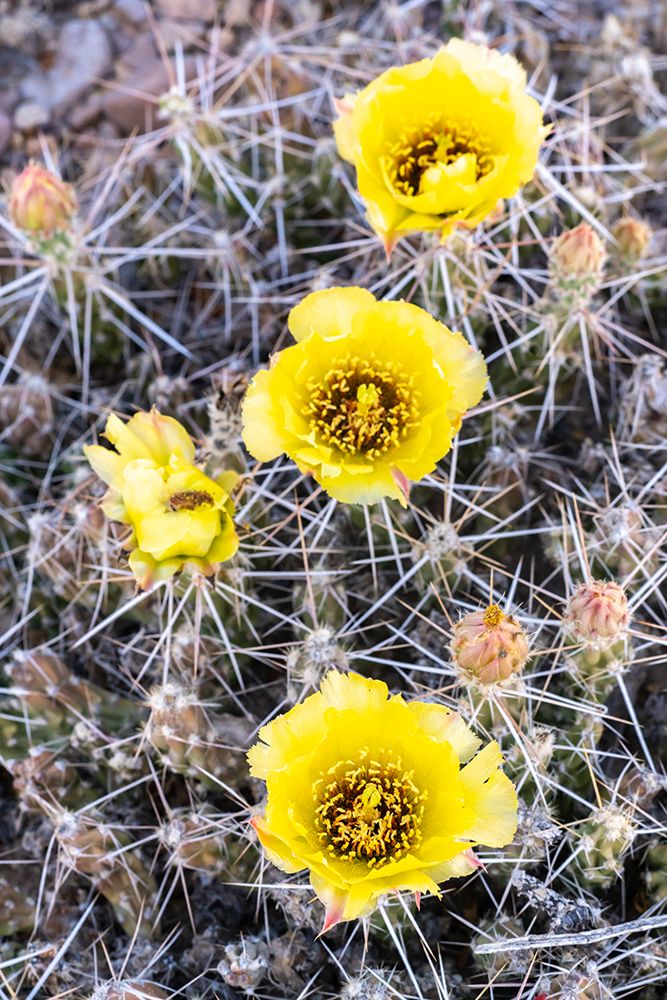 USA, Texas, Big Bend National Park. Blooming club cholla cactus. art print by Jaynes Gallery for $57.95 CAD