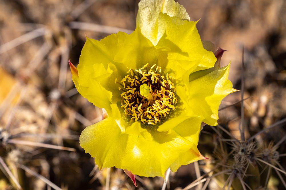 USA, Texas, Big Bend National Park. Club cholla cactus flower. art print by Jaynes Gallery for $57.95 CAD