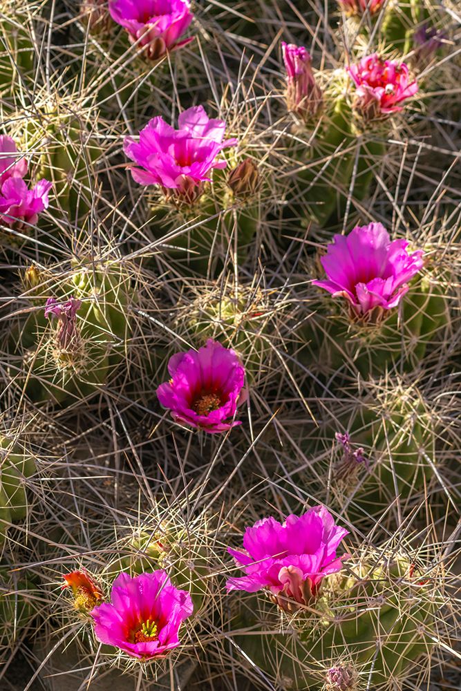 USA, Texas, Big Bend National Park. Blooming pitaya cactus. art print by Jaynes Gallery for $57.95 CAD