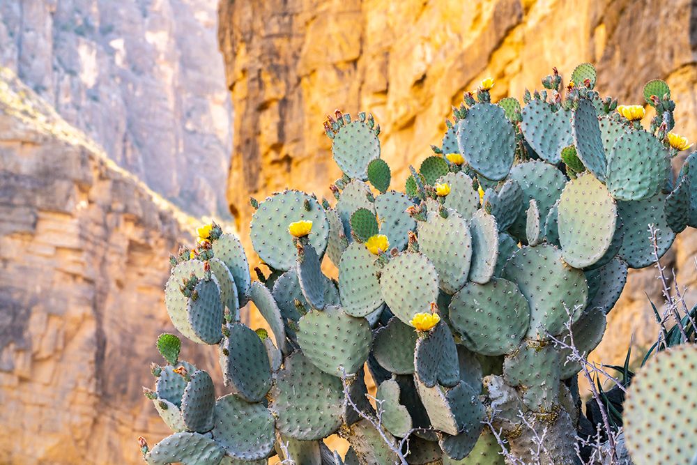 USA, Texas, Big Bend National Park. Santa Elena Canyon and blooming prickly pear cactus. art print by Jaynes Gallery for $57.95 CAD