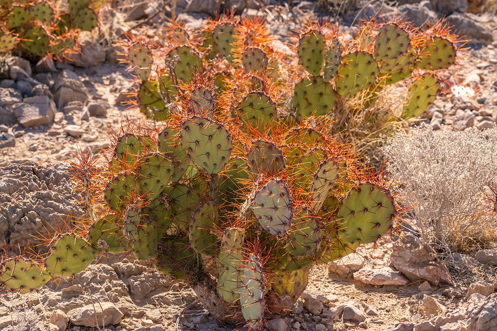 USA, Texas, Big Bend National Park. Close-up of backlit prickly pear cactus. art print by Jaynes Gallery for $57.95 CAD
