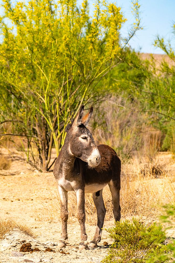 USA, Texas, Big Bend National Park. Male donkey. art print by Jaynes Gallery for $57.95 CAD