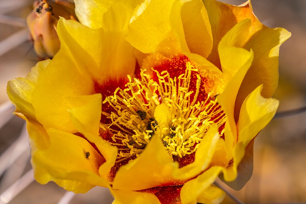USA, Texas, Big Bend National Park. Prickly pear cactus blossom close-up. art print by Jaynes Gallery for $57.95 CAD
