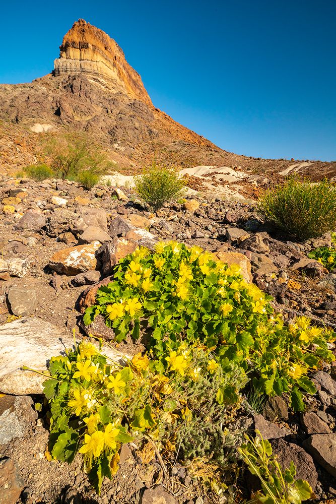 USA, Texas, Big Bend National Park. Cerro Castellan formation and rock nettles flowers. art print by Jaynes Gallery for $57.95 CAD