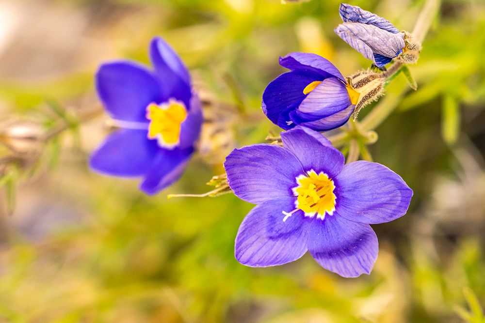 USA, Texas, Guadalupe Mountains National Park. Blooming blue gilia flowers. art print by Jaynes Gallery for $57.95 CAD