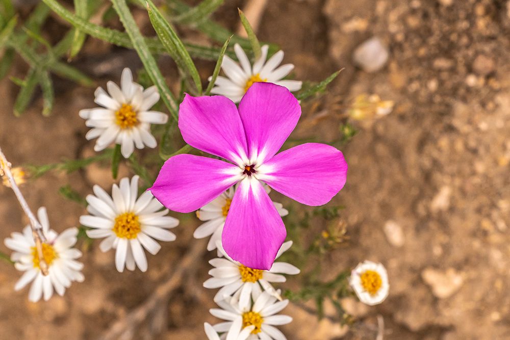 USA, Texas, Guadalupe Mountains National Park. Blooming phlox and heath aster flowers. art print by Jaynes Gallery for $57.95 CAD