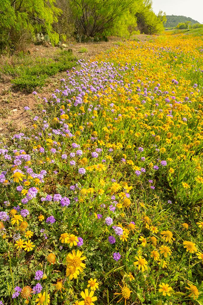 USA, Texas, Hill Country. Blooming Huisache daisy and verbena flowers. art print by Jaynes Gallery for $57.95 CAD