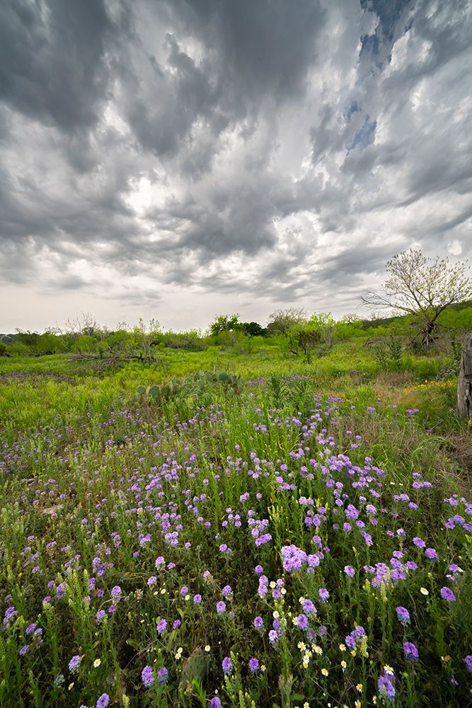 USA, Texas, Hill Country. Field of blooming verbena flowers and clouds. art print by Jaynes Gallery for $57.95 CAD