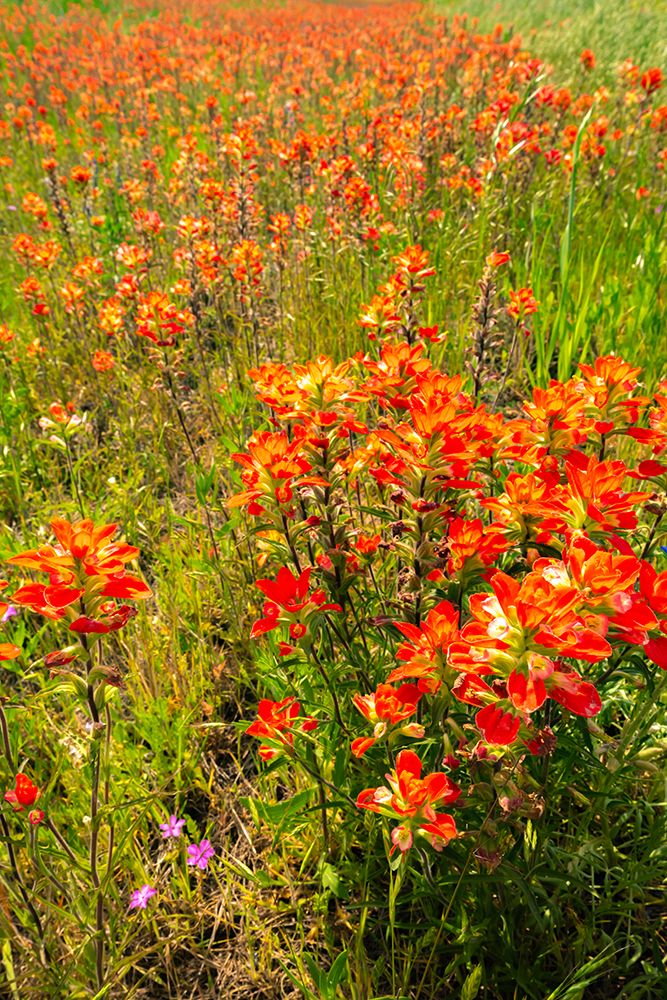 USA, Texas, Hill Country. Blooming Indian paintbrush flowers. art print by Jaynes Gallery for $57.95 CAD
