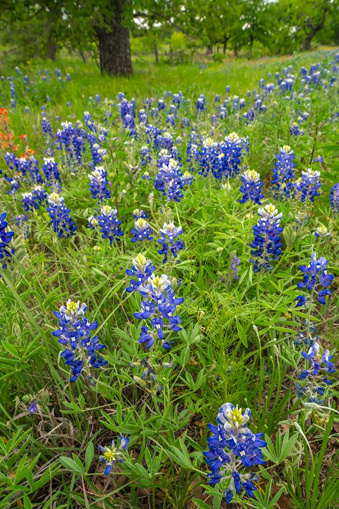 USA, Texas, Hill Country. Field with bluebonnet flowers. art print by Jaynes Gallery for $57.95 CAD