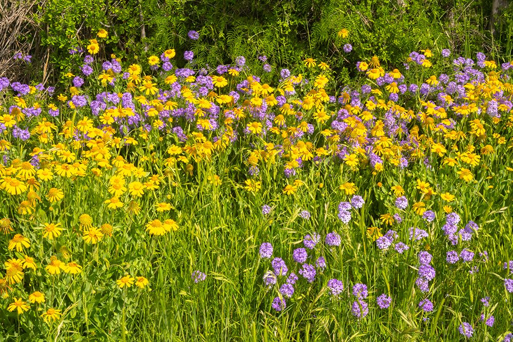 USA, Texas, Hill Country. Blooming Huisache daisies and verbena. art print by Jaynes Gallery for $57.95 CAD