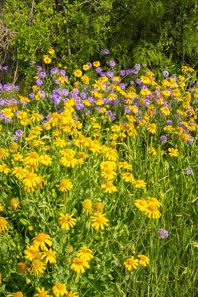 USA, Texas, Hill Country. Blooming Huisache daisies and verbena. art print by Jaynes Gallery for $57.95 CAD
