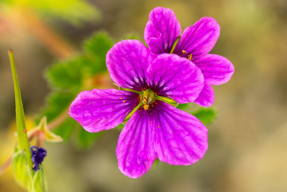 USA, Texas, Hill Country. Blooming wildflower. art print by Jaynes Gallery for $57.95 CAD