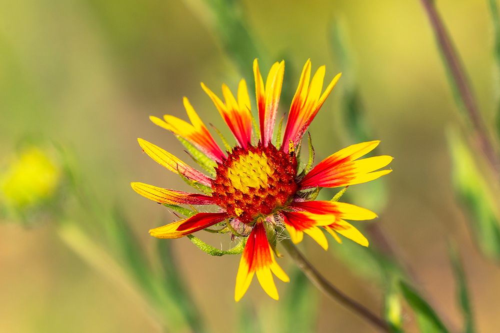 USA, Texas, Hill Country. Blooming Indian blanket wildflower. art print by Jaynes Gallery for $57.95 CAD