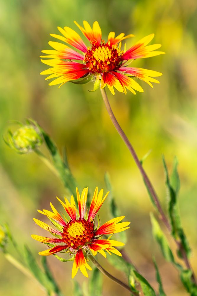 USA, Texas, Hill Country. Blooming gaillardia wildflowers. art print by Jaynes Gallery for $57.95 CAD