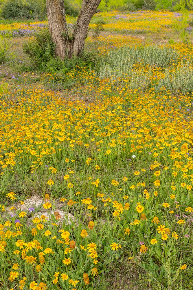 USA, Texas, Hill Country. Blooming Huisache daisies. art print by Jaynes Gallery for $57.95 CAD