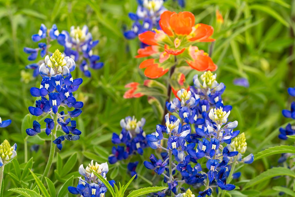 USA, Texas, Hill Country. Blooming bluebonnets and Indian paintbrush flowers. art print by Jaynes Gallery for $57.95 CAD