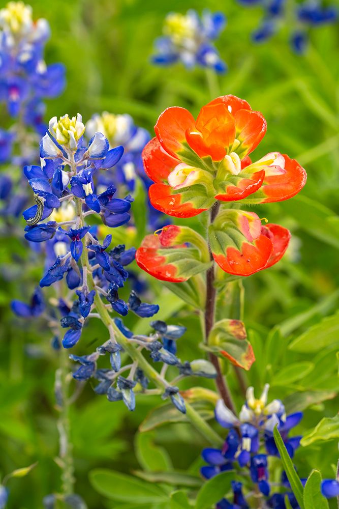 USA, Texas, Hill Country. Close-up of bluebonnets and Indian paintbrush flowers. art print by Jaynes Gallery for $57.95 CAD