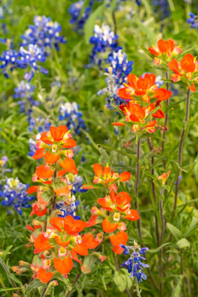 USA, Texas, Hill Country. Blooming bluebonnets and Indian paintbrush flowers. art print by Jaynes Gallery for $57.95 CAD