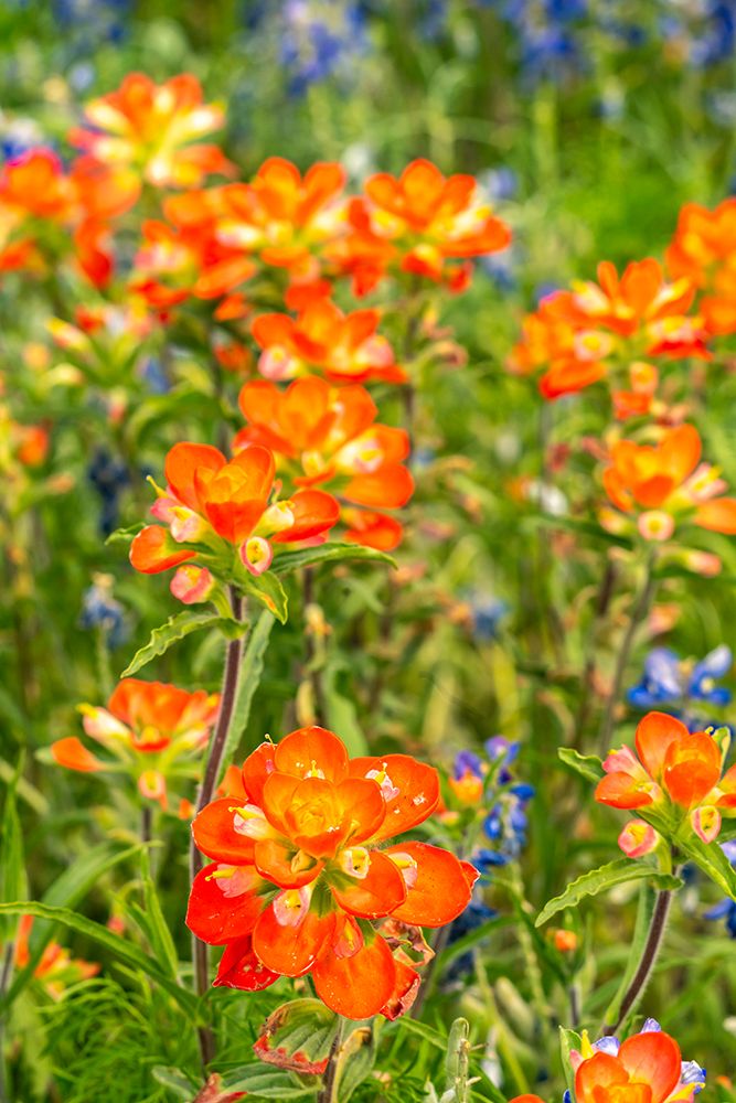USA, Texas, Hill Country. Blooming bluebonnets and Indian paintbrush flowers. art print by Jaynes Gallery for $57.95 CAD