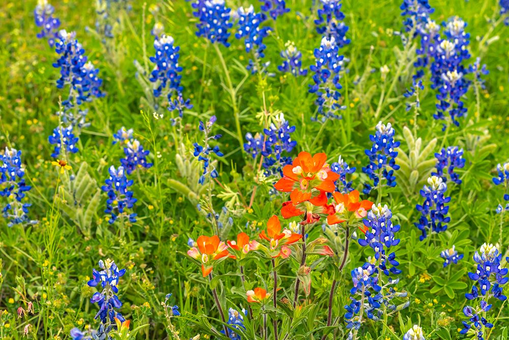 USA, Texas, Hill Country. Blooming bluebonnets and Indian paintbrush flowers. art print by Jaynes Gallery for $57.95 CAD