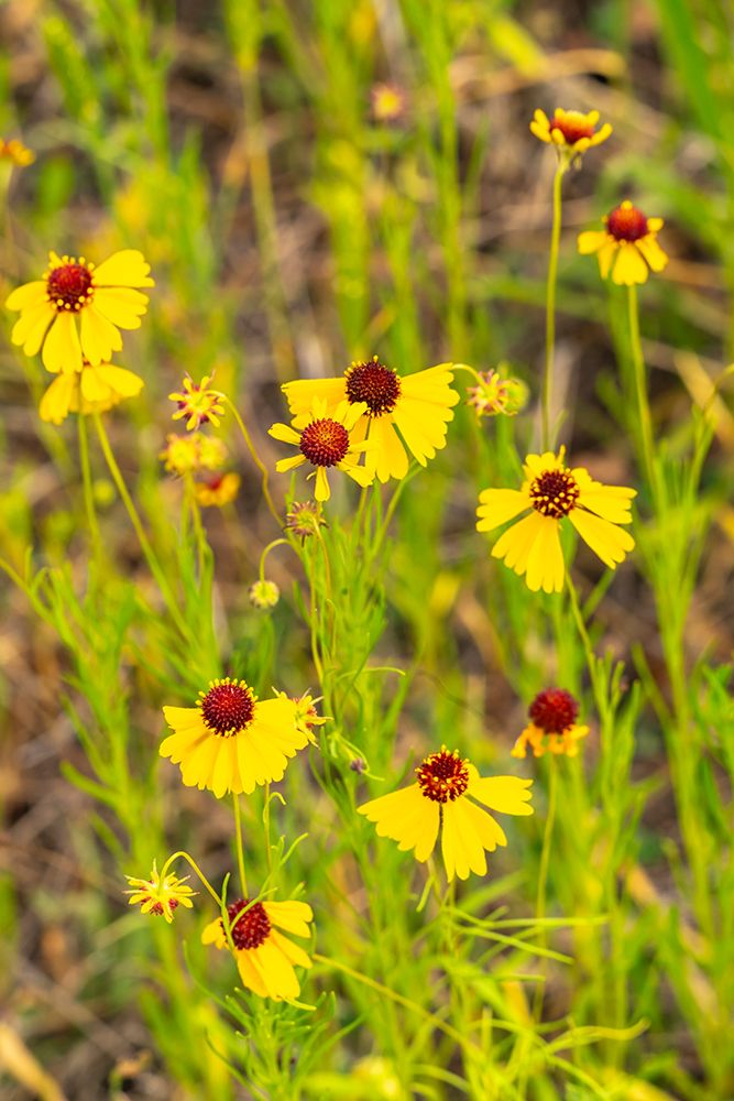 USA, Texas, Hill Country. Blooming coreopsis flowers. art print by Jaynes Gallery for $57.95 CAD