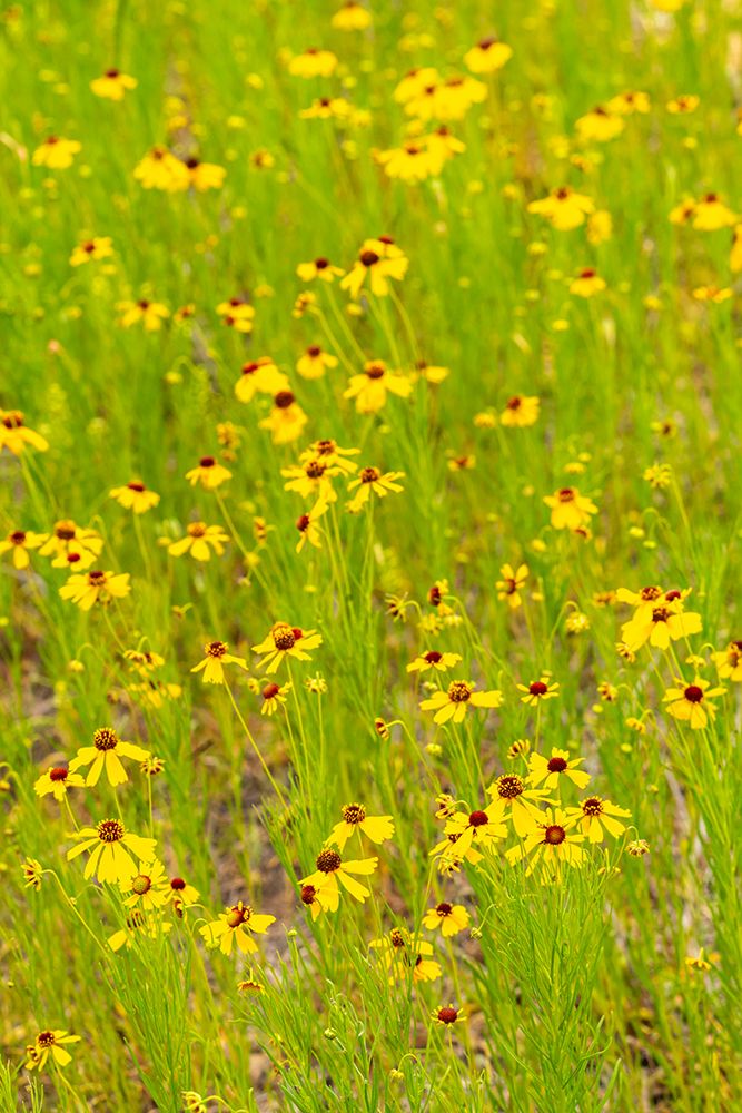 USA, Texas, Hill Country. Blooming coreopsis flowers. art print by Jaynes Gallery for $57.95 CAD