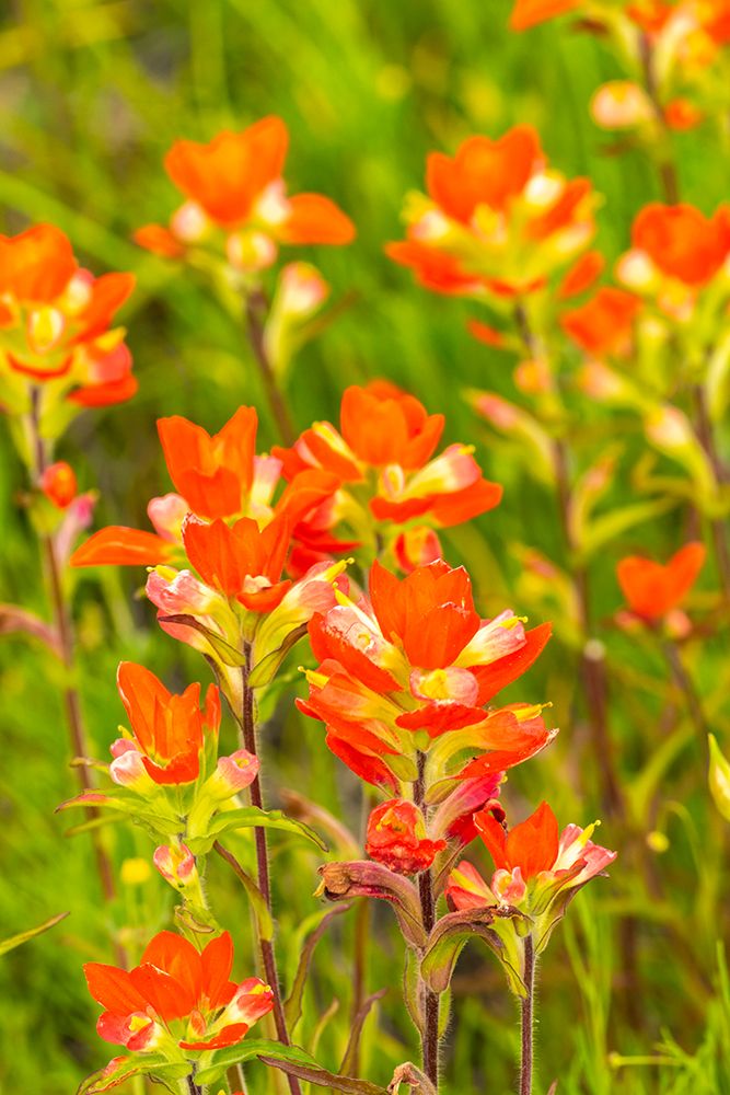 USA, Texas, Hill Country. Blooming Indian paintbrush flowers. art print by Jaynes Gallery for $57.95 CAD