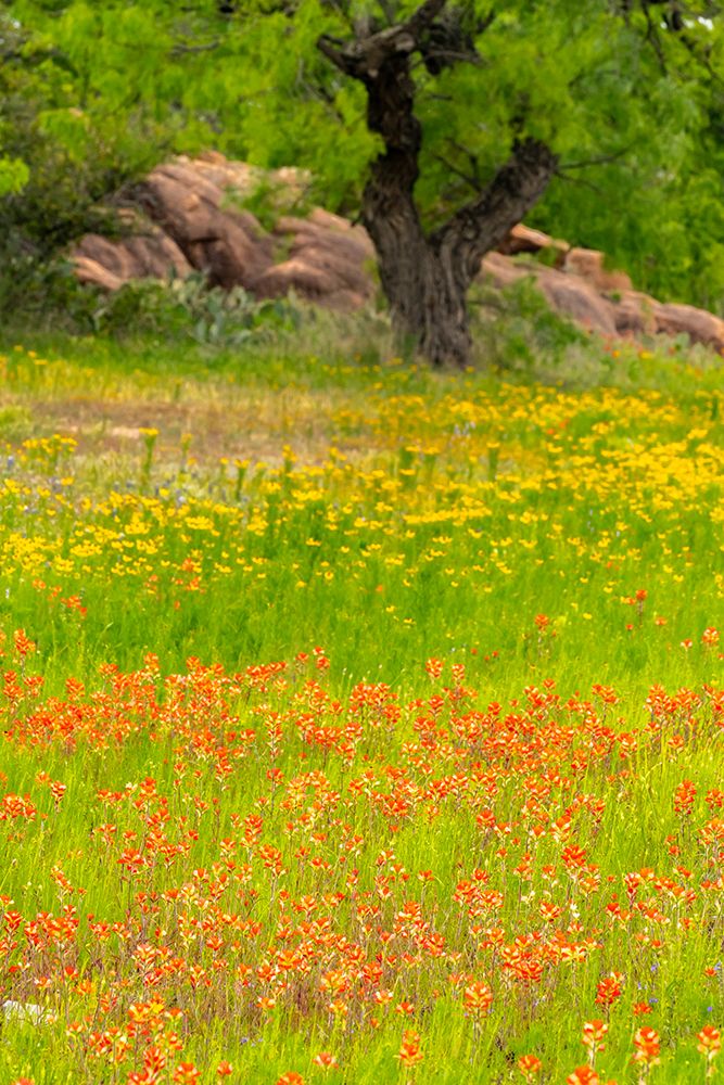 USA, Texas, Hill Country. Field of blooming coreopsis and Indian paintbrush flowers. art print by Jaynes Gallery for $57.95 CAD