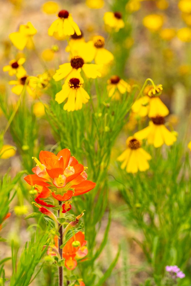 USA, Texas, Hill Country. Blooming coreopsis and Indian paintbrush flowers. art print by Jaynes Gallery for $57.95 CAD