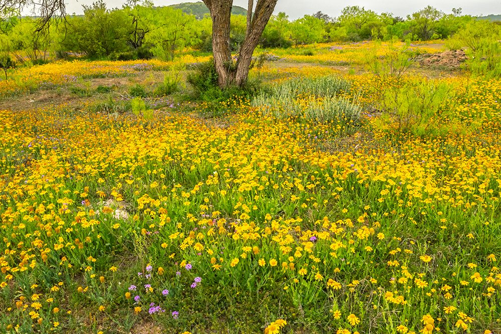 USA, Texas, Hill Country. Blooming Huisache daisies. art print by Jaynes Gallery for $57.95 CAD