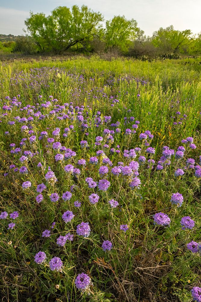 USA, Texas, Hill Country. Field with blooming verbena flowers. art print by Jaynes Gallery for $57.95 CAD