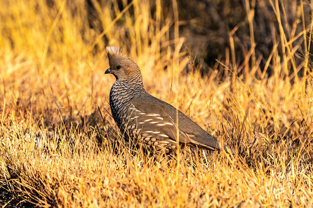 USA, Texas, Big Bend National Park. Scaled quail close-up. art print by Jaynes Gallery for $57.95 CAD
