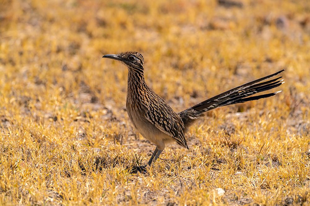 USA, Texas, Big Bend National Park. Greater roadrunner hunting for prey. art print by Jaynes Gallery for $57.95 CAD