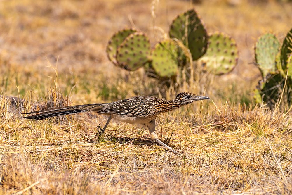 USA, Texas, Big Bend National Park. Greater roadrunner hunting for prey. art print by Jaynes Gallery for $57.95 CAD
