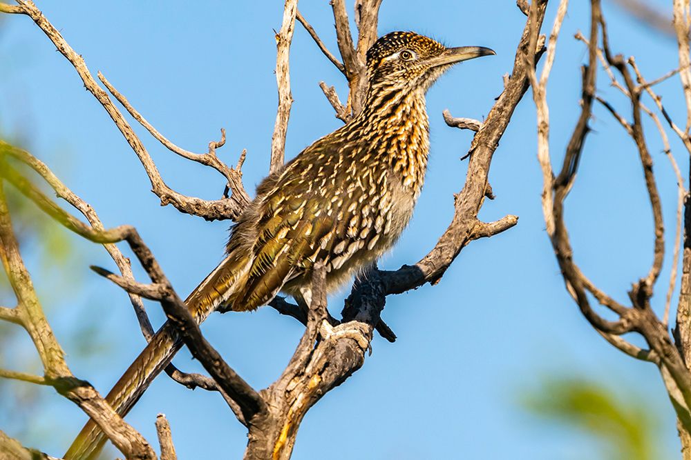 USA, Texas, Big Bend National Park. Greater roadrunner in tree. art print by Jaynes Gallery for $57.95 CAD