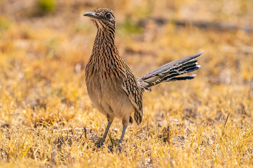 USA, Texas, Big Bend National Park. Greater roadrunner hunting for prey. art print by Jaynes Gallery for $57.95 CAD